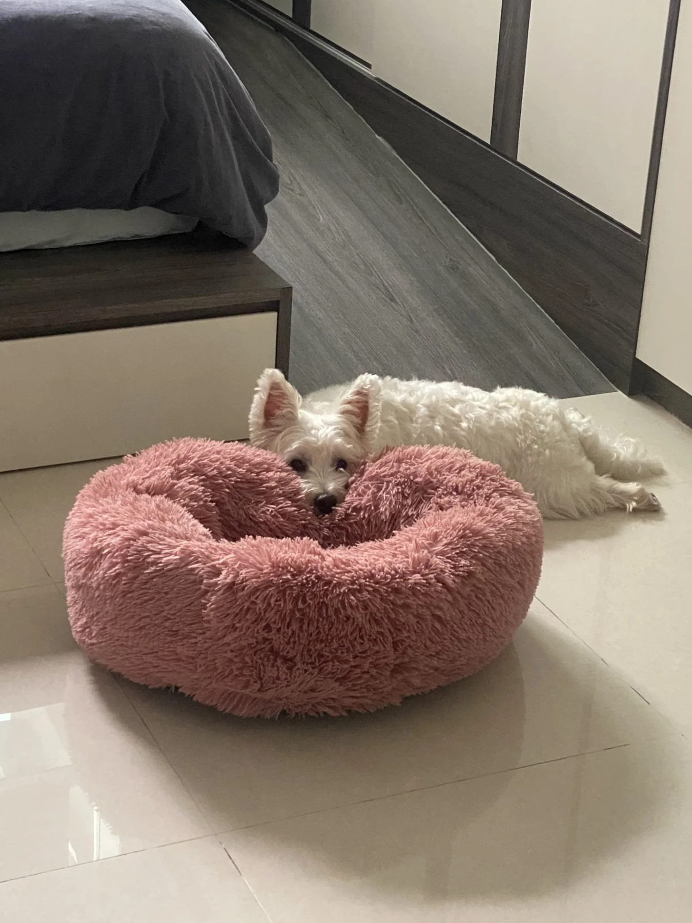 A dog relaxing indoors