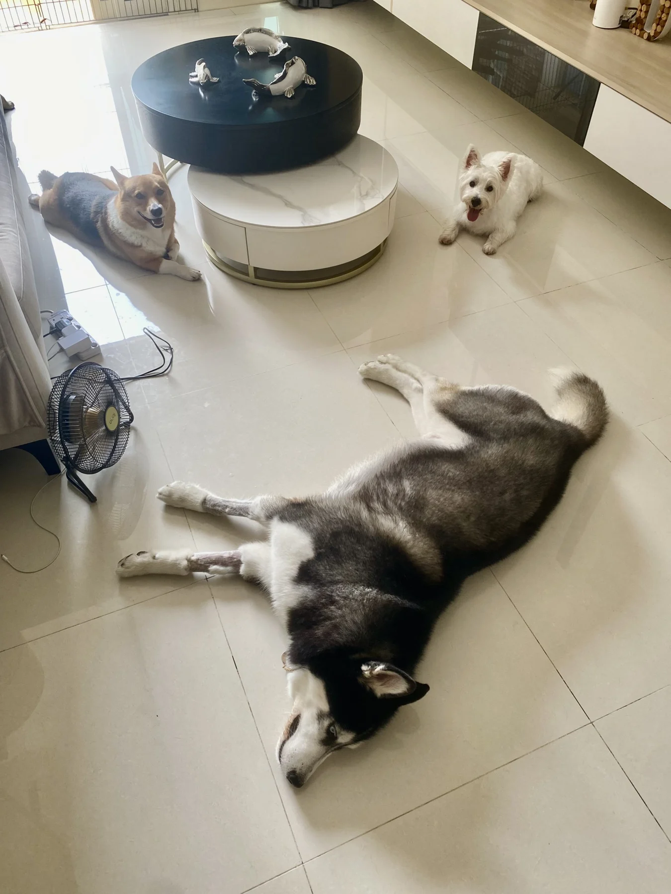 Dogs resting together in Ivy’s living room