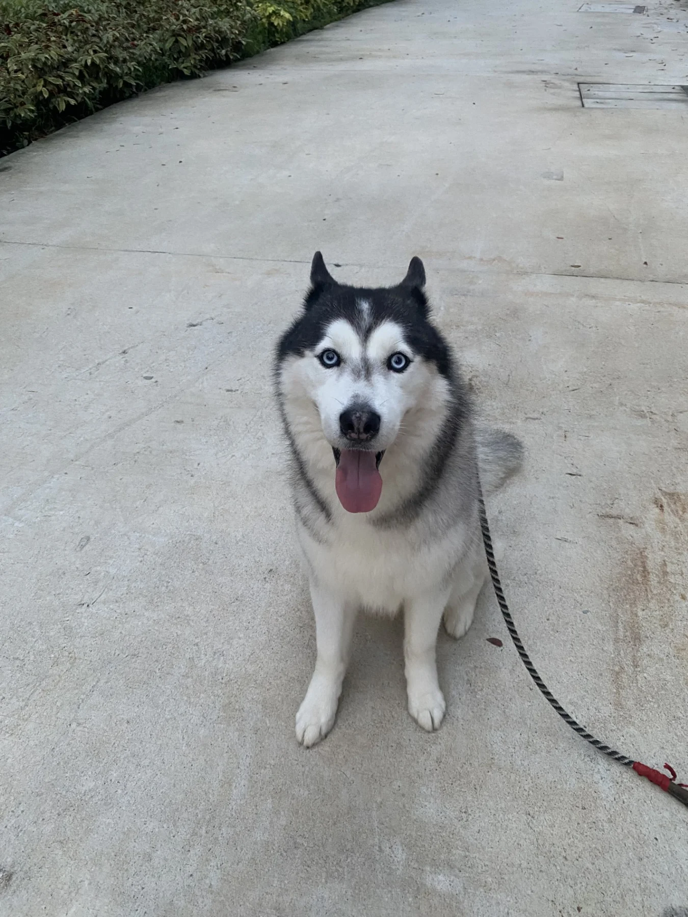 Private walks with Ivy