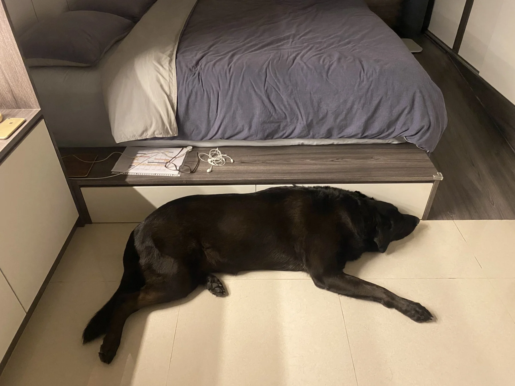 A dog asleep during a stay with Ivy