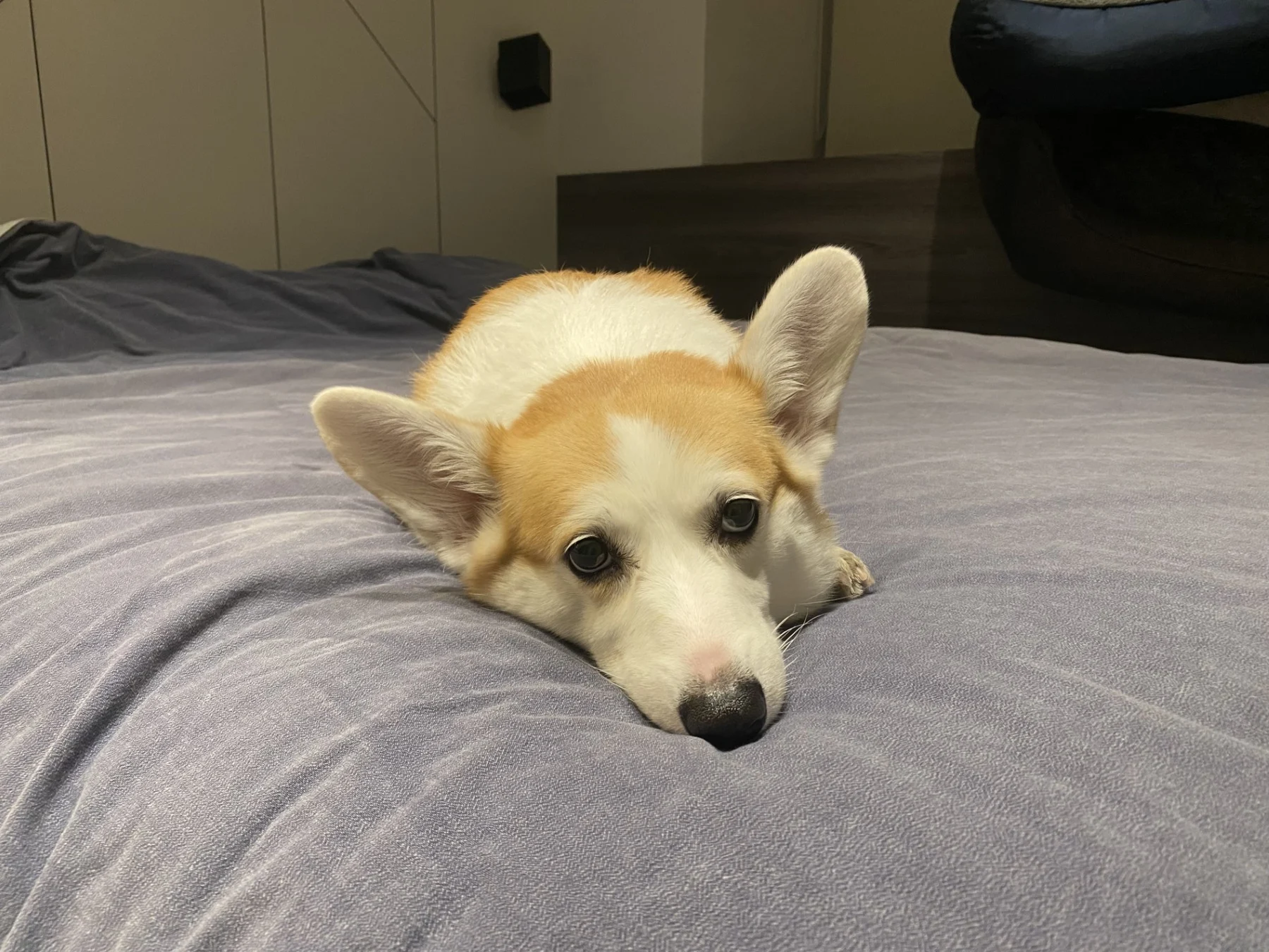 Homeboarding with Ivy