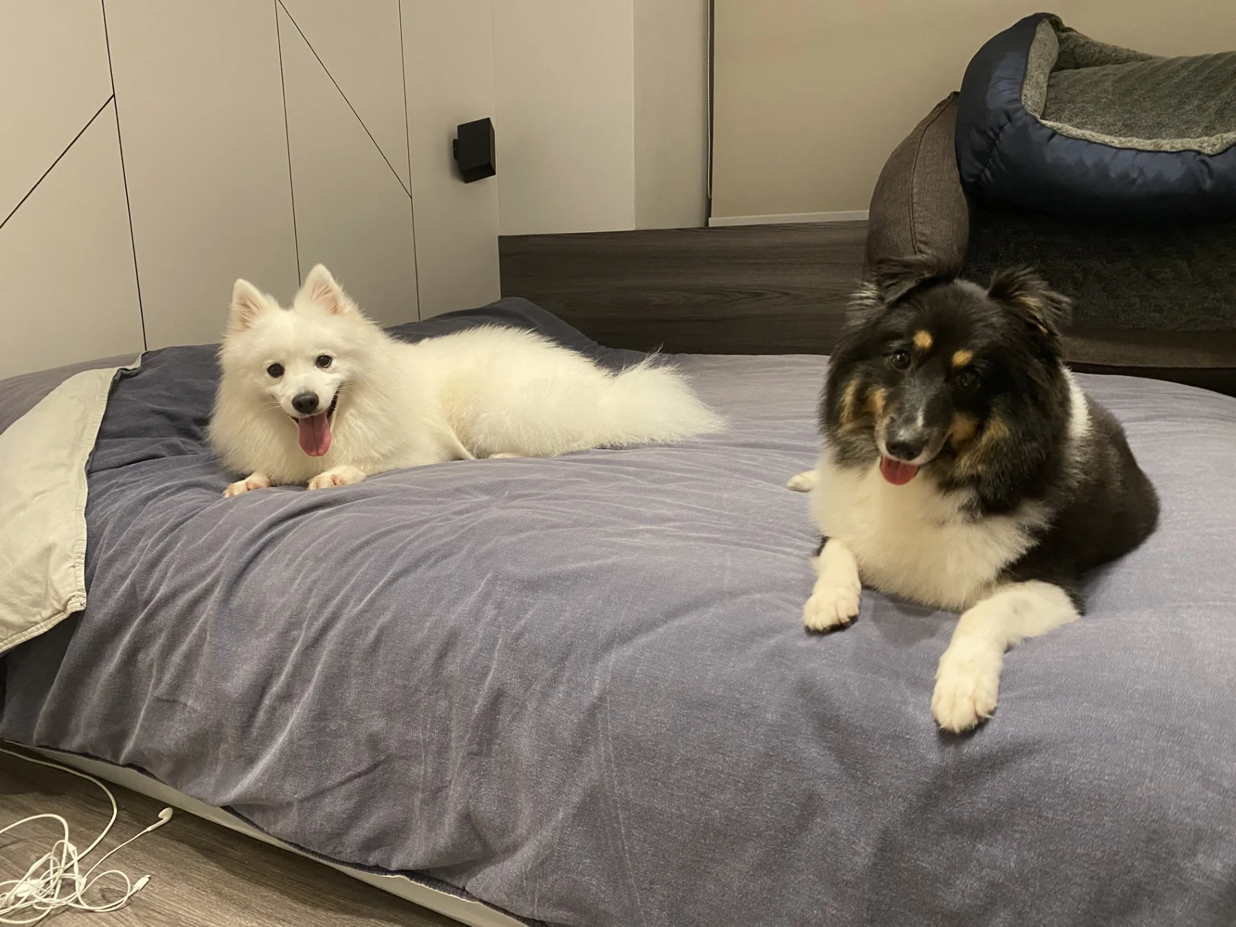 Dogs settled on the bed at Ivy’s home