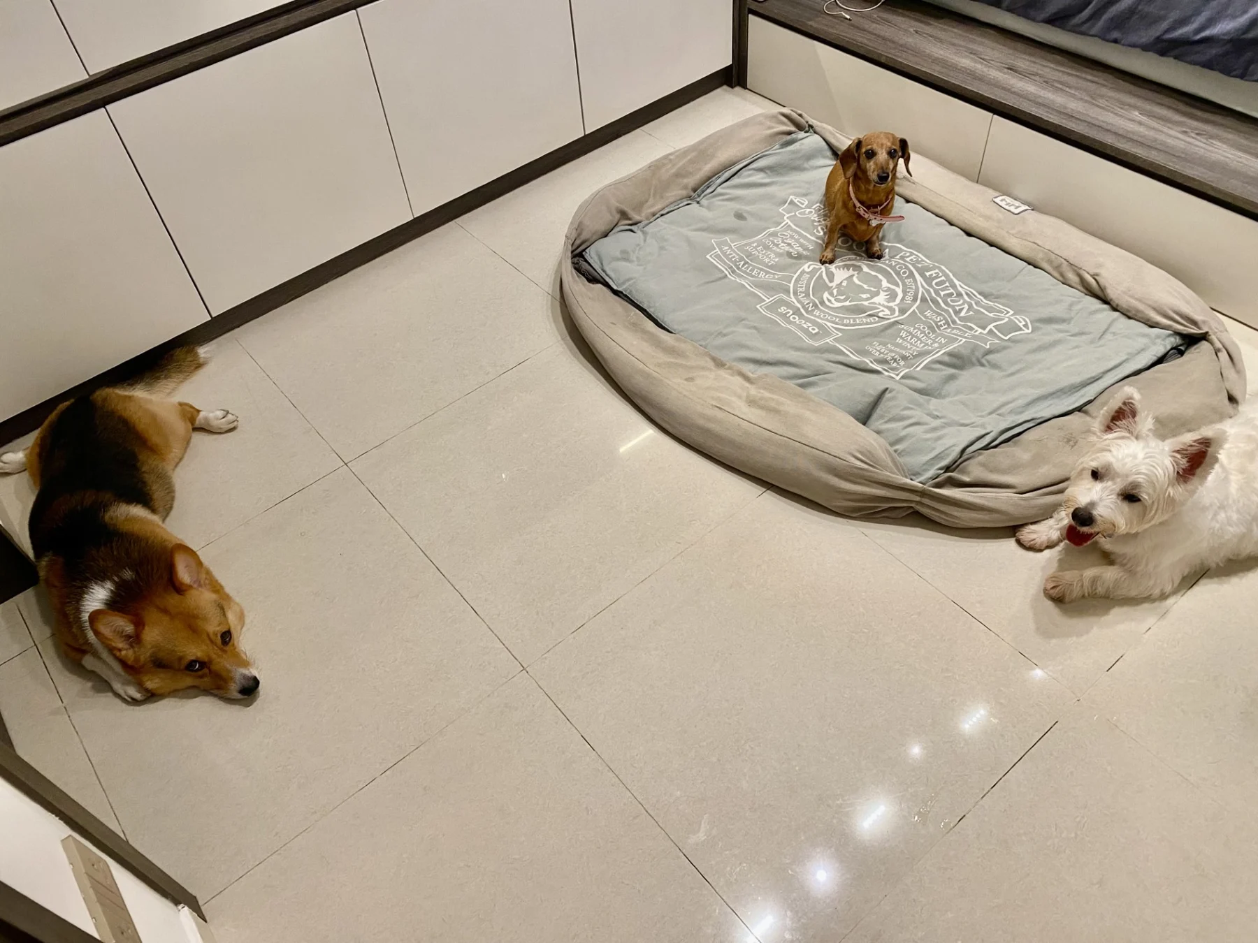 A dog asleep during a homeboarding stay